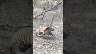 Tiger Killed the Wild Pig#love #shortvideo #shortvideo