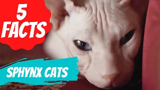 5 FACTS ABOUT SPHYNX CATS | The Top 5 Amazing Facts About Sphynx Cat