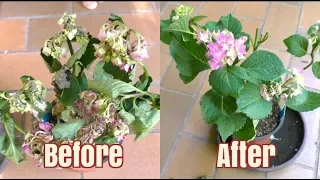 How to Bring A Plant Back To Life in 12 Hours