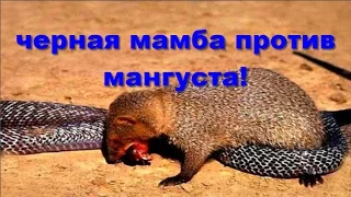 Черная мамба против мангуста! Black Mamba vs mongoose!