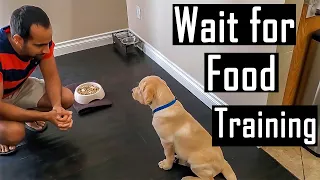 How to Train a Puppy or Dog to Patiently Wait for Food and Not Bark (Easy Training Tips)
