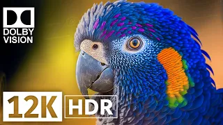 12K HDR 120fps Dolby Vision with Relaxing Music (Colorfully Dynamic)