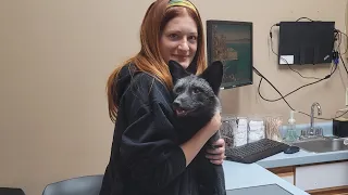 Ruby and Cerberus go to the vet for the first time!