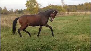 В память о коне!