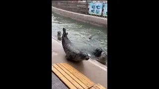 Seal says WAAAAAAH AWAWAWA