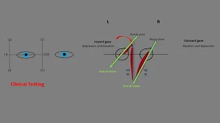 binocular movements | extraocular muscle axis | combined action of EOM | yolk muscles