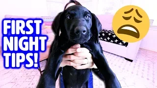 First Night with NEW PUPPY! 🤗 How to Survive Your First Day Home