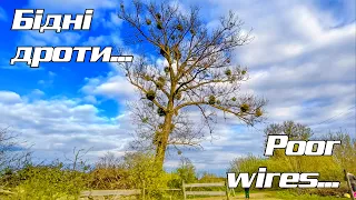 МЕГА епічна тополя та декілька лип A MEGA epic poplar and several lindens