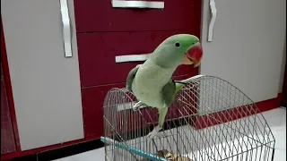 Beautiful Alexandrine Parrot Talking | Mithu