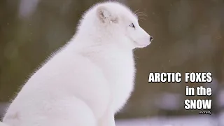 ARCTIC FOXES in the SNOW...literally.
