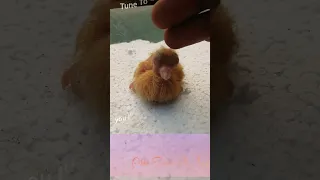 fantail pigeon cross breeds then result🕊fantail pigeon baby growth