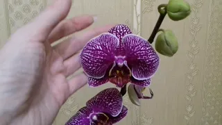 70. Опять покупки - мои первые сортовые орхидеи (Лента балует).