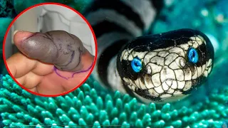 The Most Dangerous Snakes In The World