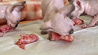 Котята первый раз кушают куриную шею🐔 #сфинксы #котики