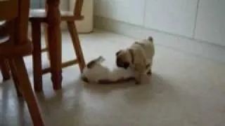 Funny Cat and pug puppy playing in the kitchen! very cute and funny!