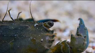 Disneynature's Dolphin Reef - Broadclub Cuttlefish