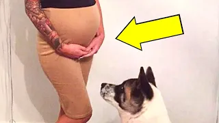 Cachorro Não Para De Latir Diante Da Barriga Da Dona Grávida, Então Ela Descobre O Porquê