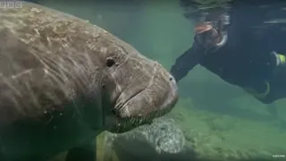 Manatees Have Bad Breath | Life Of Mammals | BBC Earth