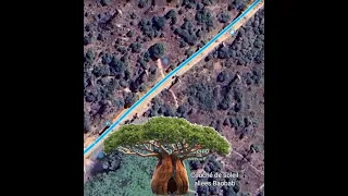 Баобаб на Google Earth