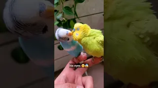 Feeding The Budgies Together | Bird Kissing