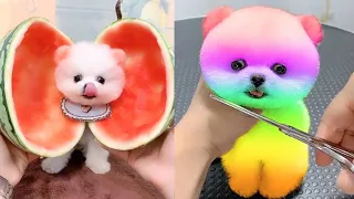 Tik Tok Chó Phốc Sóc Mini 😍 Funny and Cute Pomeranian #159