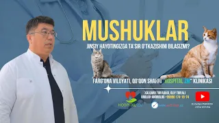 Mushuklar. Jinsiy hayotingizga ta'sir o'tkazishini bilasizmi?