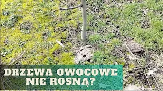 Dlaczego młode drzewka owocowe nie rosną?jak nawozić młode drzewka owocowe?