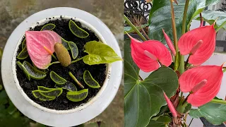 Another great way to use aloe vera is to propagate anthurium pistils