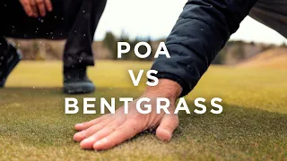 Poa vs Bent Grass Golf Greens