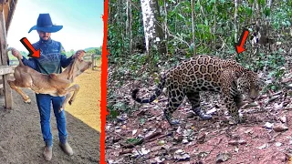 FUI ALIMENTAR A ONÇA PRETA, E A ONÇA PINTADA TAMBÉM APARECEU, SERA QUE VÃO COMER?