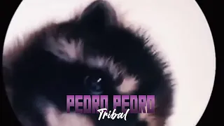 PEDRO PEDRO ( Tribal X Tiktok ) Dj Pinpon