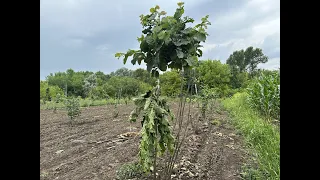 Прививка фундука, догляд за прививкою, прививка підводні камені #hazelnut  #фундук #фундук_бизнес