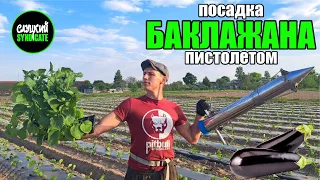 посадка БАКЛАЖАНА в открытый грунт