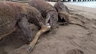The last part of the komodo dragon eats deer on the beach
