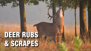 Rubs and Scrapes: The 411 on How Deer Communicate | NDA Beer & Deer Webinar