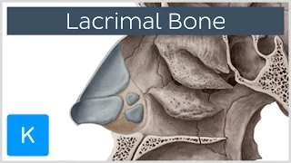 Lacrimal bone - Location & Structure - Human Anatomy | Kenhub