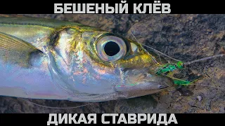 БЕШЕНЫЙ КЛЕВ на козырных камнях. Вот это РЫБАЛКА НА ДИКУЮ СТАВРИДУ.