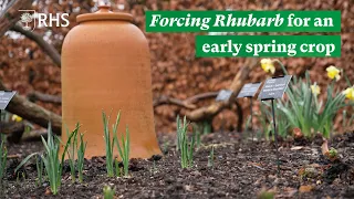 How to force Rhubarb for an early spring crop | The RHS