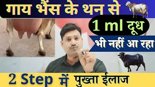 2 Step में पुख्ता इलाज 👍🏻 गाय भैंस के थन से दूध नहीं निकलता है   Gay Bhains ke than me dudh na aana