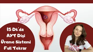 15 Dk' da AYT  Dişi Üreme Sistemi Full Tekrar