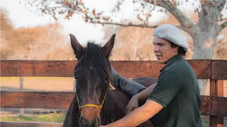 Como amansar un caballo: 3 errores graves (Según Guille)