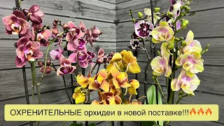 НЕРЕАЛЬНАЯ поставка цветущих орхидей из Голландии в @zeboorhids 🔥🔥🔥
