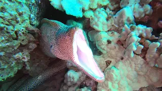 Underwater Macro Videography at Ulua Beach