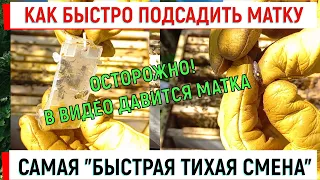 Как быстро подсадить матку. Самая "быстрая тихая смена".