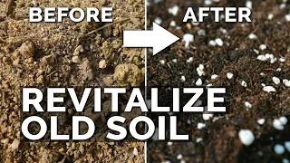 2 Easy Methods to Revitalize OLD Potting Soil