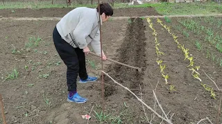 Похудение с большего веса на 1200 калорий / Одуванчик в салат? / Огородные работы