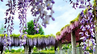 🌼🏞2023.4.30ふじの咲く丘 ふじまつり 藤岡市 A hill where wisteria blooms. Wisteria Festival