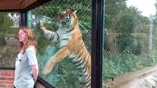 tiger attacks girl at marwell zoo