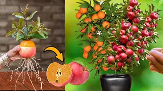 idea New Growing Apple fruit With orenge fruit using Aloe Vera Eggs and Grafting The strangest