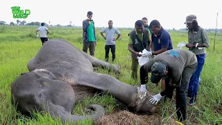 Animals' faith in Humanity! - Freeing a giant elephant from a Cable Trick